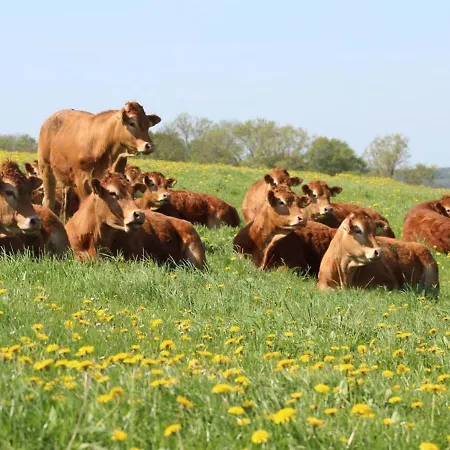 Bed & Breakfast Horhaven Fuglebjerg