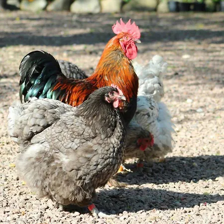 Bed & Breakfast Horhaven 3*