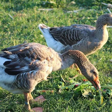 Horhaven Bed & Breakfast 3*