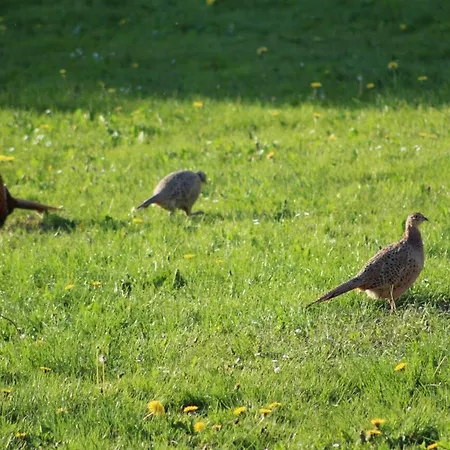 Bed & Breakfast Horhaven 3*