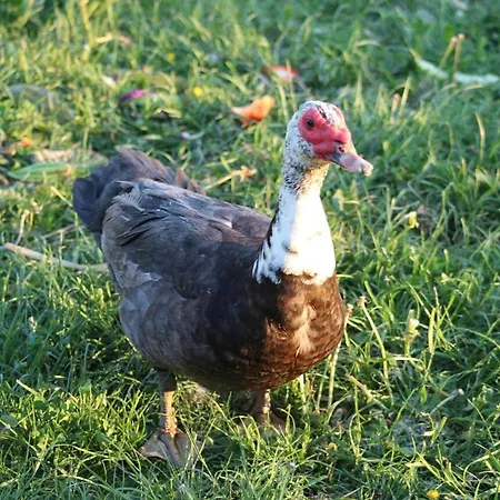 Horhaven Bed & Breakfast Fuglebjerg