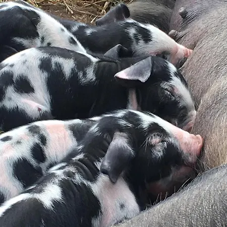 Bed and Breakfast Horhaven