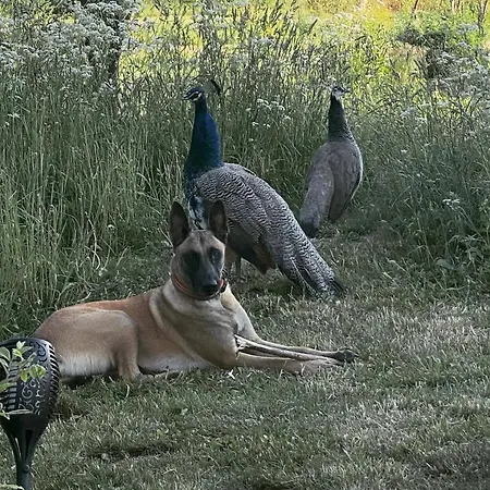 Horhaven Bed and Breakfast Fuglebjerg