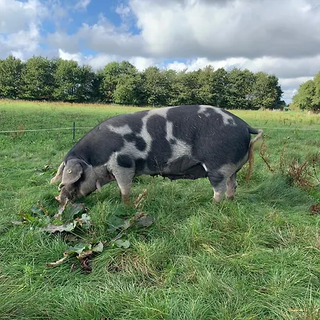 Horhaven Bed and Breakfast
