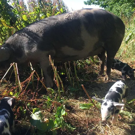 Horhaven Bed and Breakfast Fuglebjerg