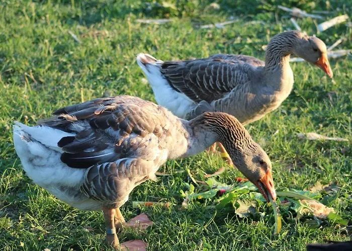 Horhaven Oda ve Kahvaltı 3*