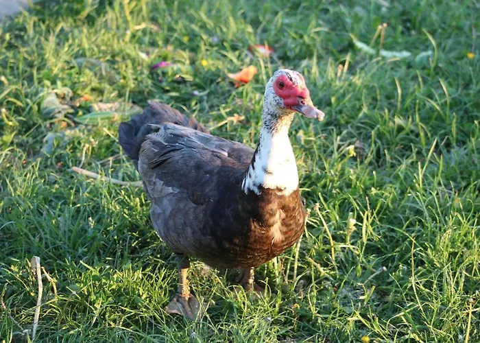 Horhaven Oda ve Kahvaltı Fuglebjerg