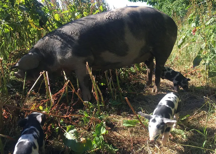 Horhaven Oda ve Kahvaltı Fuglebjerg